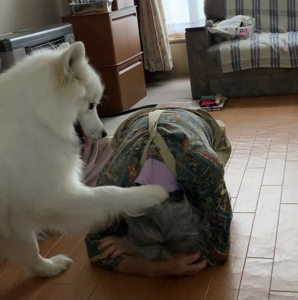 ランボー者 Tocatti 死んだふりをする母を心配したり気遣ったりすることなく ひたすらウザ絡みする自己中 銀河丼